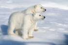Norway, Svalbard. Polar bear cubs on pack ice. Art Print
